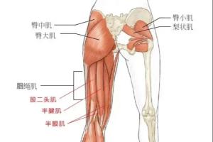 半腱肌損傷有多嚴(yán)重？輕度僅需1-3周恢復(fù)，重度需超過2-6個(gè)月恢復(fù)